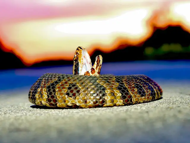Animales Peligrosos en Colombia: 7 Criaturas Más Mortíferas