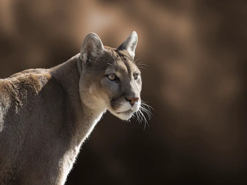 Los animales más peligrosos de América del Norte: 5 especies a evitar