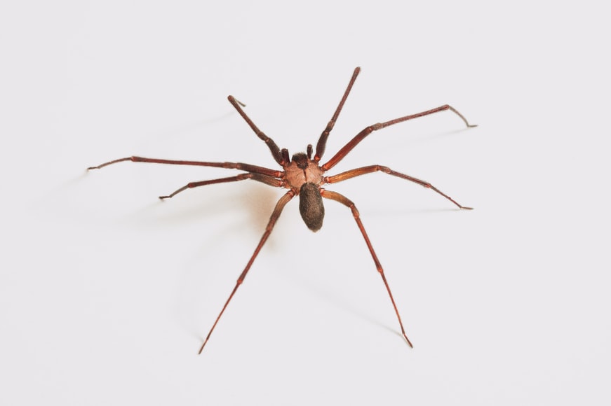 ¿Cuáles son los animales más peligrosos de Jamaica?