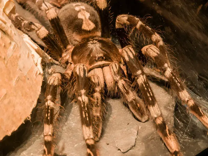Los 9 animales y vida silvestre más peligrosos que se encuentran en Cuba