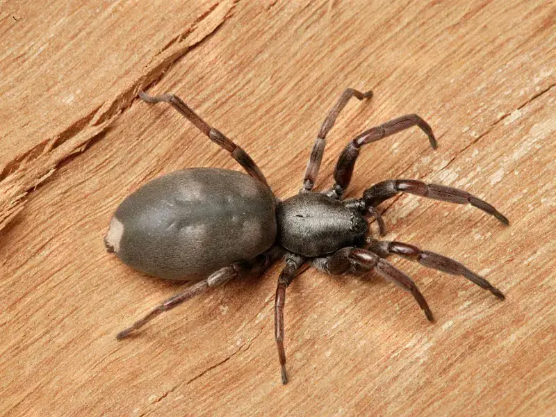 Los 10 animales más aterradores y peligrosos de Nueva Zelanda Los 10 animales más aterradores y peligrosos de Nueva Zelanda