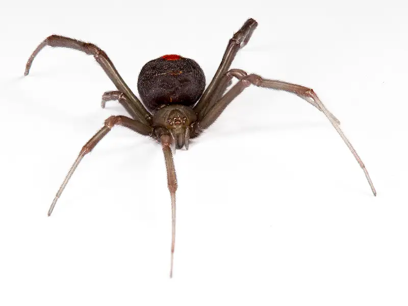 Los 10 animales más aterradores y peligrosos de Nueva Zelanda Los 10 animales más aterradores y peligrosos de Nueva Zelanda
