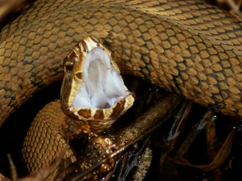 Las 7 serpientes más venenosas de Texas: Especies mortales a evitar