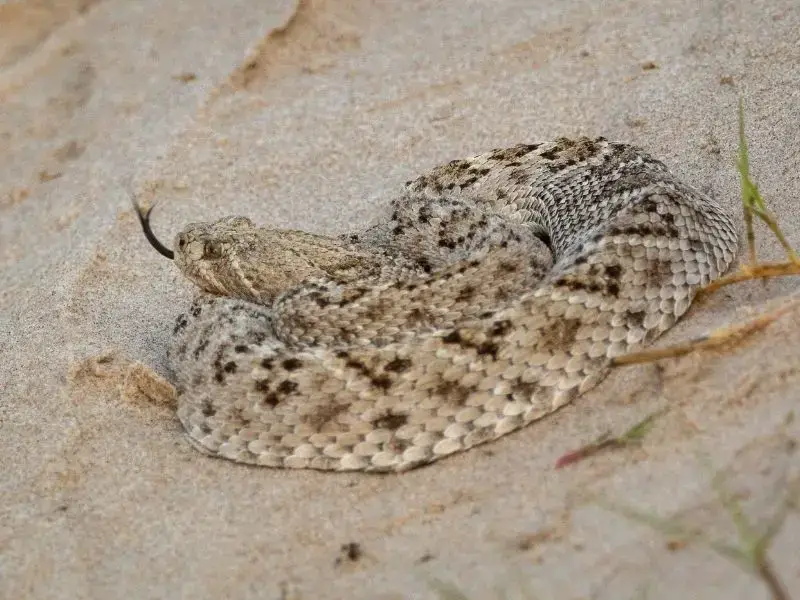Las 7 serpientes más venenosas de Texas: Especies mortales a evitar