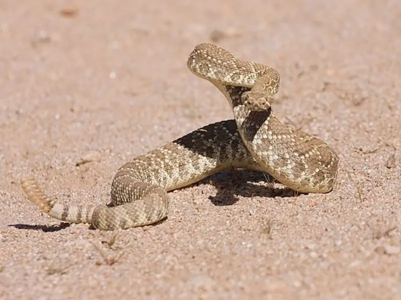 Las 7 serpientes más venenosas de Texas: Especies mortales a evitar