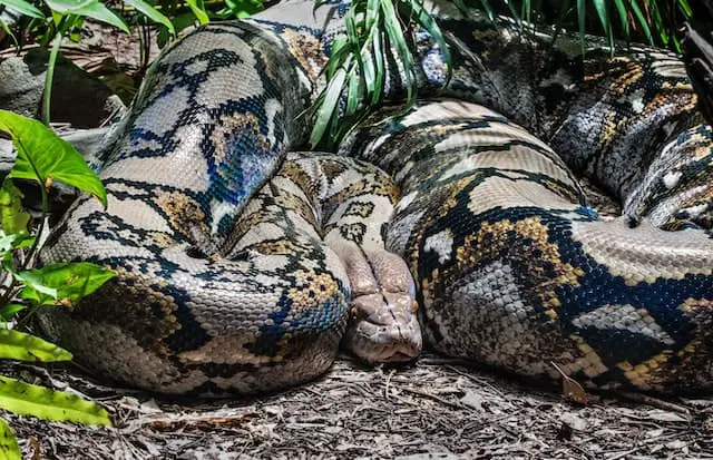 Animales peligrosos en Bolivia: mira a tu alrededor y explora