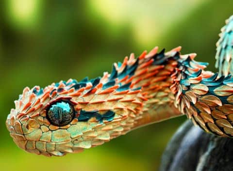 Animales peligrosos en Bolivia: mira a tu alrededor y explora