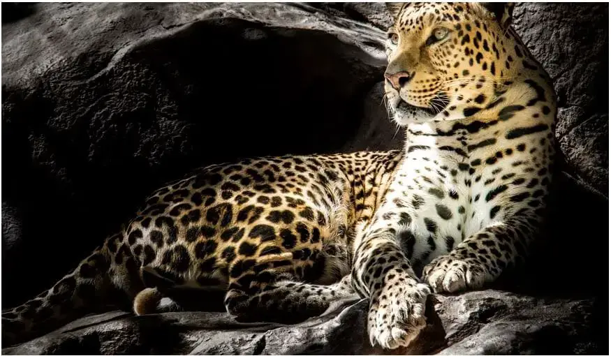 Animales peligrosos en Bolivia: mira a tu alrededor y explora