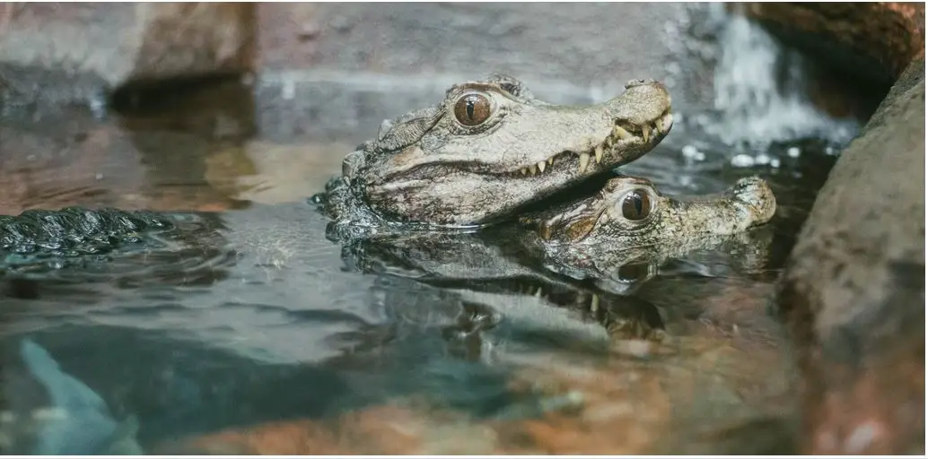 Animales peligrosos en Bolivia: mira a tu alrededor y explora