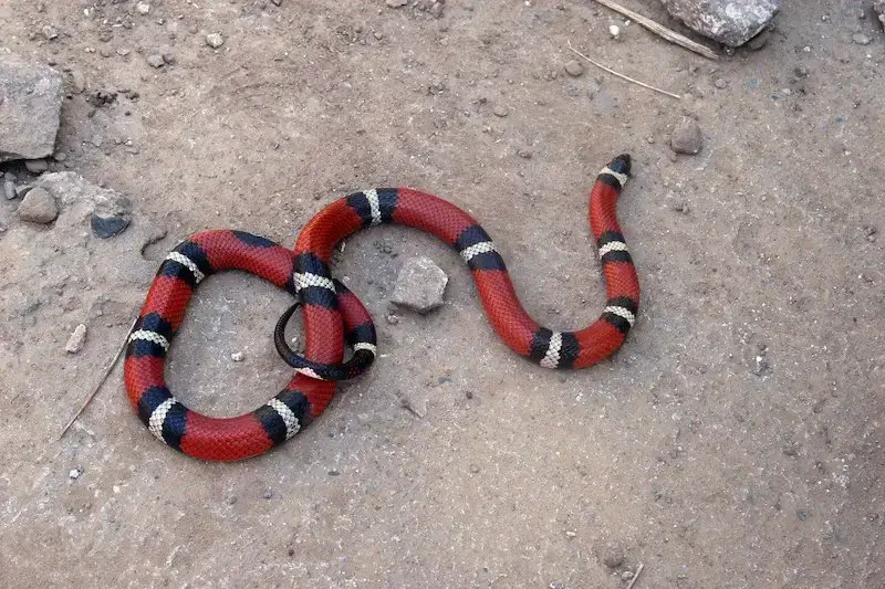 4 serpientes venenosas encontradas en Texas: vida salvaje mortal explorada