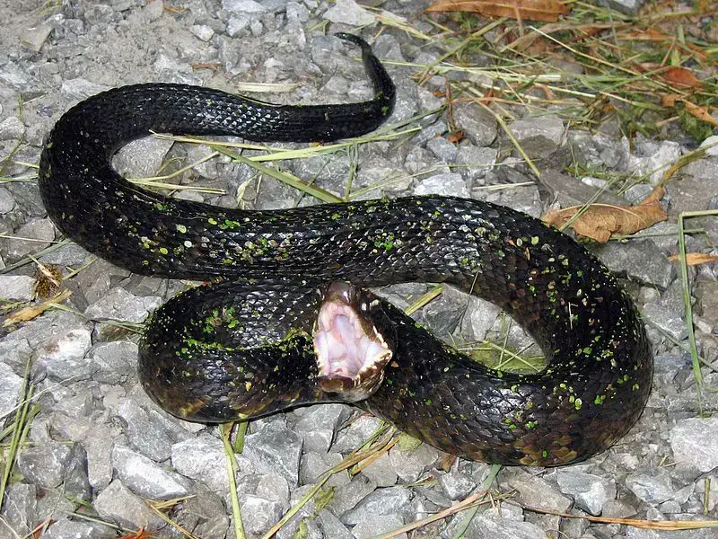 4 serpientes venenosas encontradas en Texas: vida salvaje mortal explorada