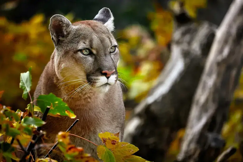 ¡Animales comunes, raros y peligrosos en Lake Tahoe y dónde encontrarlos! ¡Animales comunes, raros y peligrosos en Lake Tahoe y dónde encontrarlos!