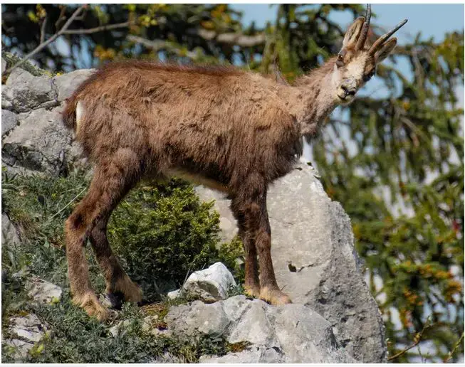 Animales peligrosos en Rumania – pasa y descúbrelos