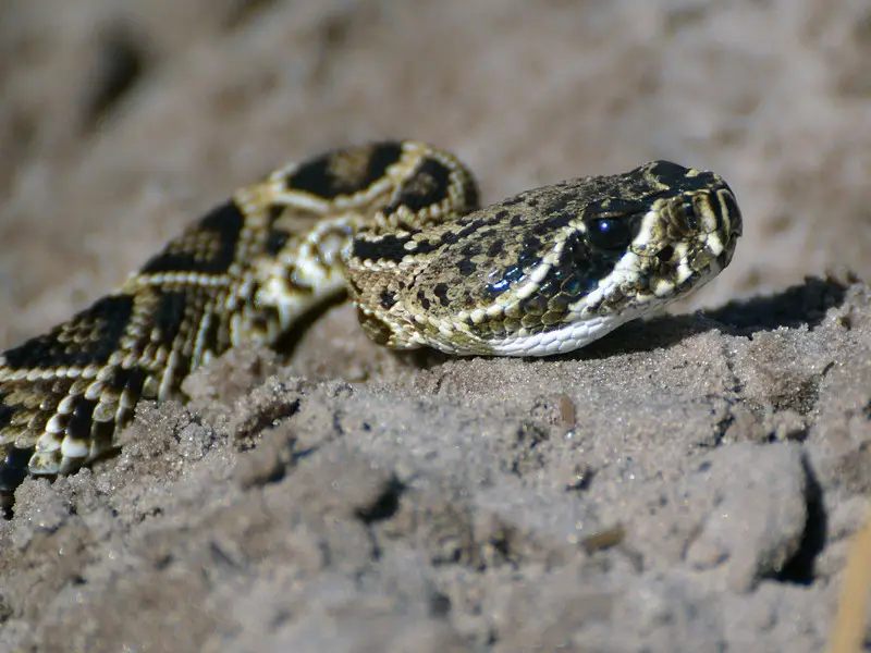 Los 7 animales más peligrosos en Oklahoma para evitar