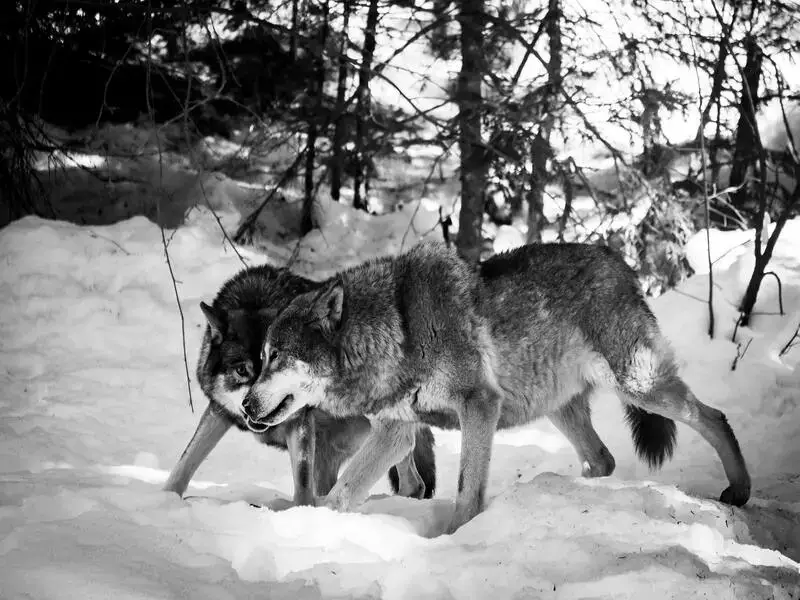 11 animales peligrosos en Italia que debes conocer