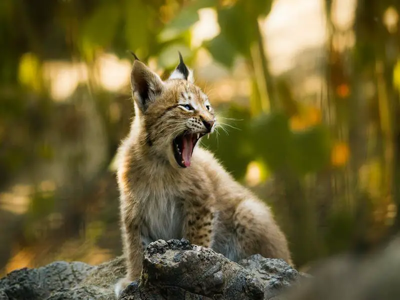 11 animales peligrosos en Italia que debes conocer