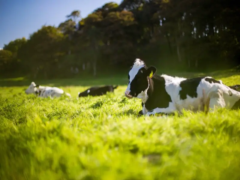 11 animales peligrosos en Italia que debes conocer