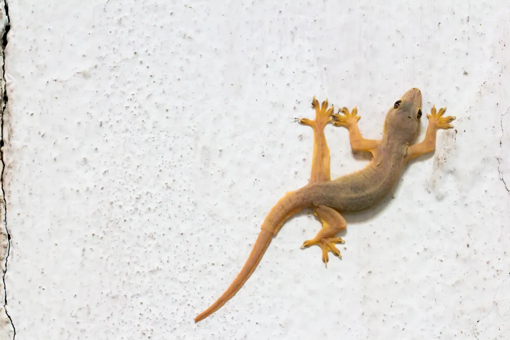¡Animales comunes, raros y peligrosos de Puerto Vallarta y dónde encontrarlos!