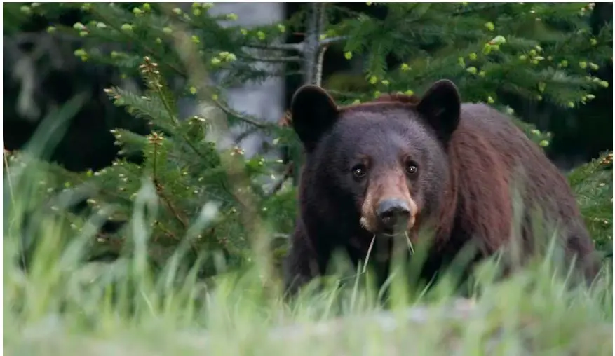 ¿Cuáles son los animales peligrosos en Carolina del Norte?
