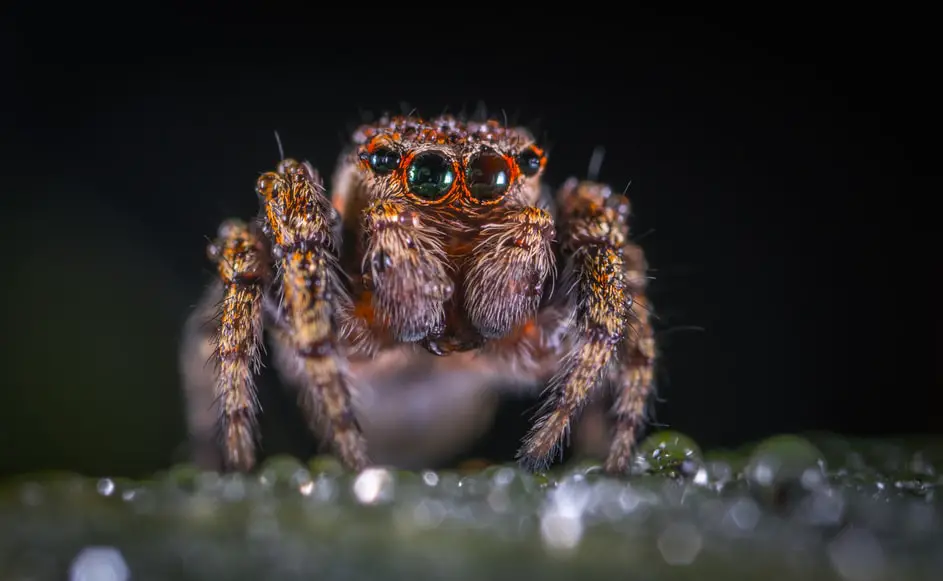 Animales peligrosos en Hungría: mire a su alrededor y explore