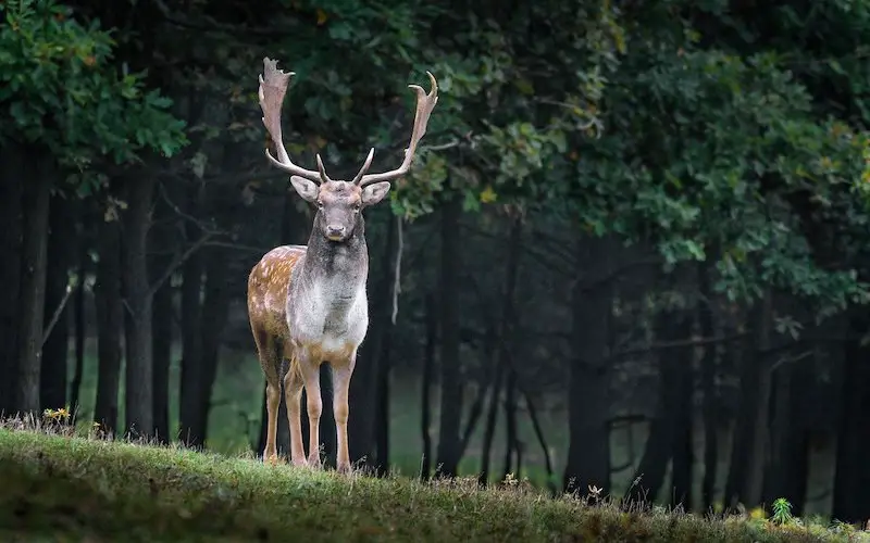 Los 6 animales más peligrosos del Reino Unido: exploración de la vida salvaje mortal