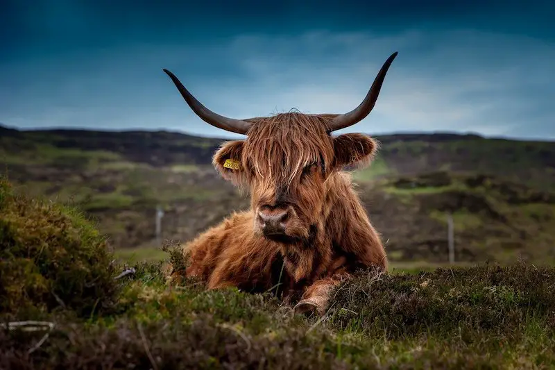 Los 6 animales más peligrosos del Reino Unido: exploración de la vida salvaje mortal