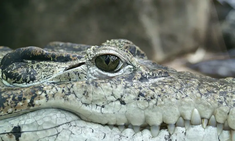 Los 6 animales más peligrosos del Reino Unido: exploración de la vida salvaje mortal