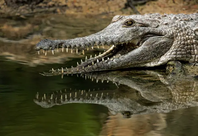 ¿Hay cocodrilos en Florida? Qué hacer si ves uno ¿Hay cocodrilos en Florida? Qué hacer si ves uno