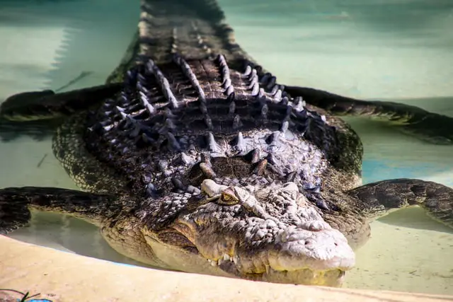 ¿Hay cocodrilos en Florida? Qué hacer si ves uno ¿Hay cocodrilos en Florida? Qué hacer si ves uno