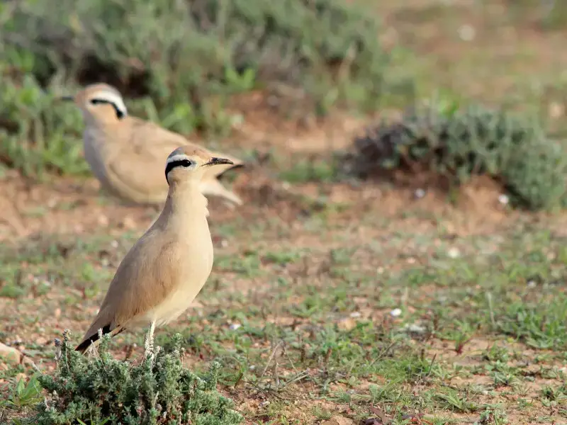 5 pájaros comunes en Turquía para vigilar en sus viajes
