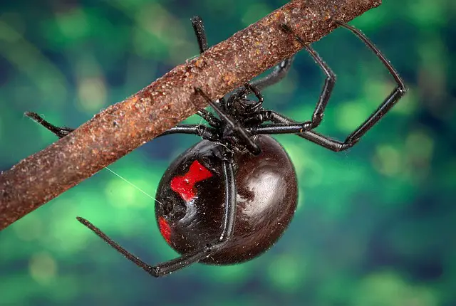 Los 7 animales más peligrosos encontrados en la isla de Madagascar