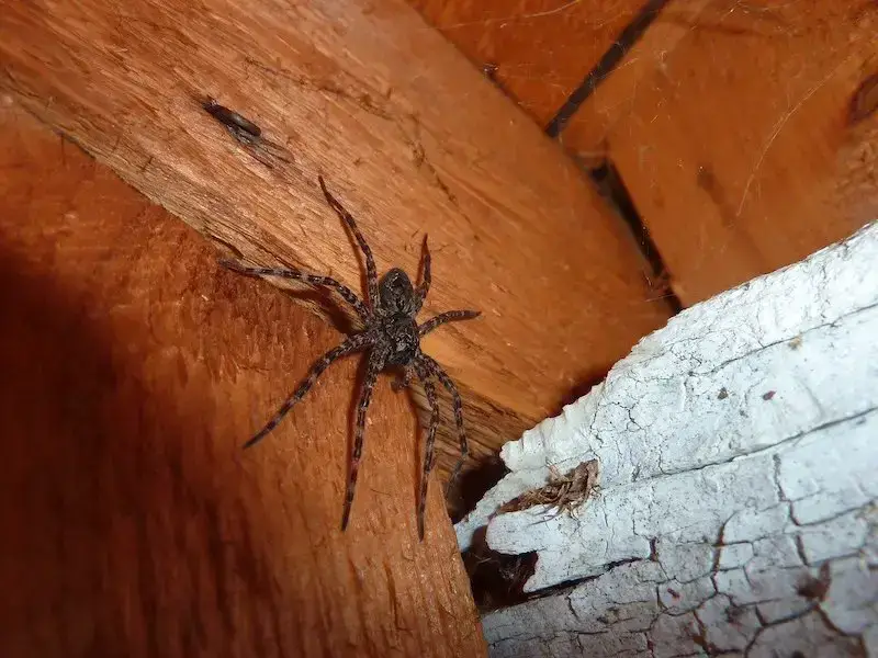 Los 7 animales más peligrosos encontrados en la isla de Madagascar