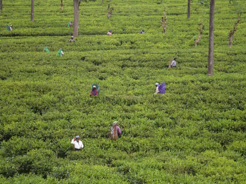 ¿Vale la pena visitar Kandy? Una guía de la ciudad montañosa de Sri Lanka
