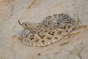 Los 9 animales más peligrosos de Arizona: las principales criaturas mortales