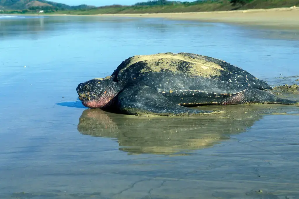 ¡Los seis mejores lugares para ver la vida silvestre en Trinidad y Tobago!