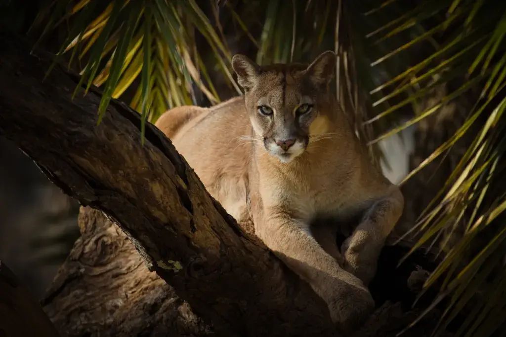 ¡Animales comunes, raros y peligrosos de Tulum y dónde encontrarlos! ¡Animales comunes, raros y peligrosos de Tulum y dónde encontrarlos!