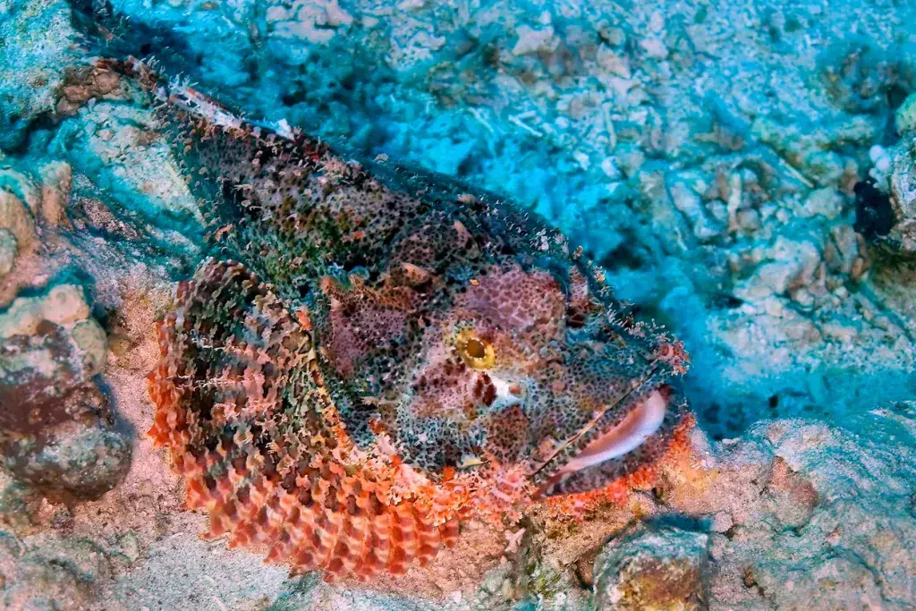 ¡Animales comunes, raros y peligrosos de Tulum y dónde encontrarlos! ¡Animales comunes, raros y peligrosos de Tulum y dónde encontrarlos!