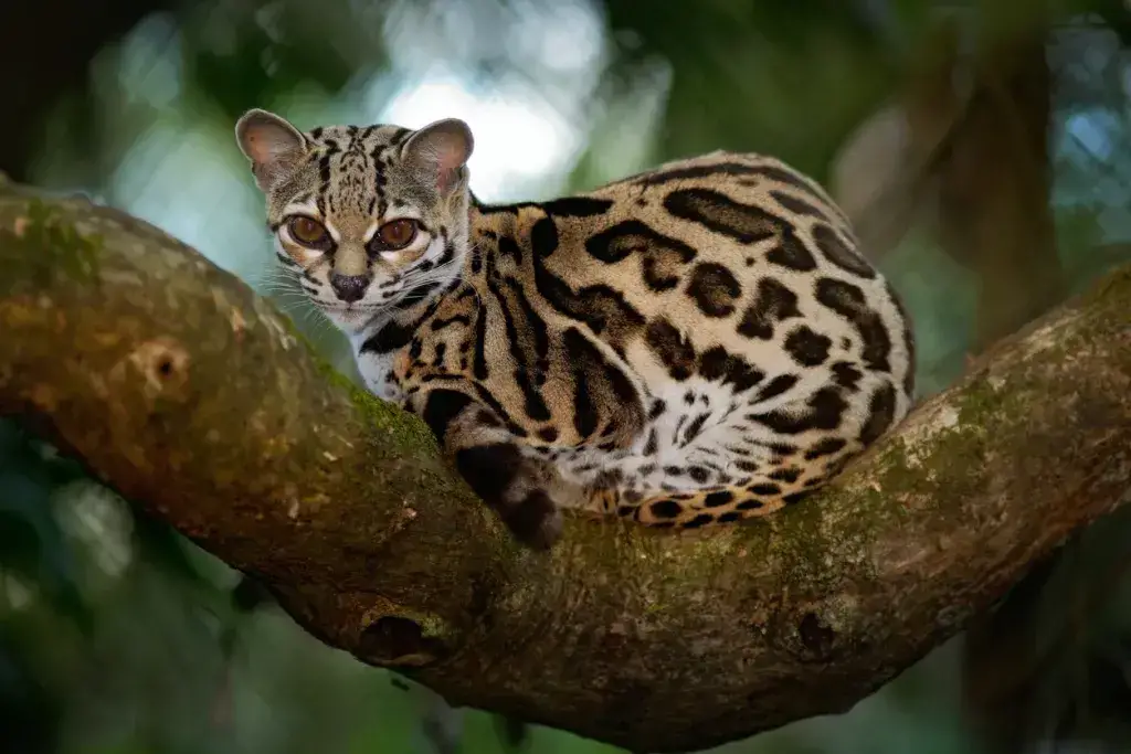 ¡Animales comunes, raros y peligrosos de Tulum y dónde encontrarlos! ¡Animales comunes, raros y peligrosos de Tulum y dónde encontrarlos!