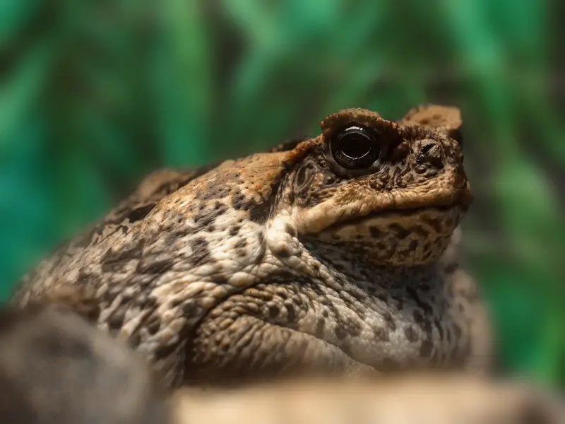 Los 9 animales más aterradores y peligrosos encontrados en Fiji