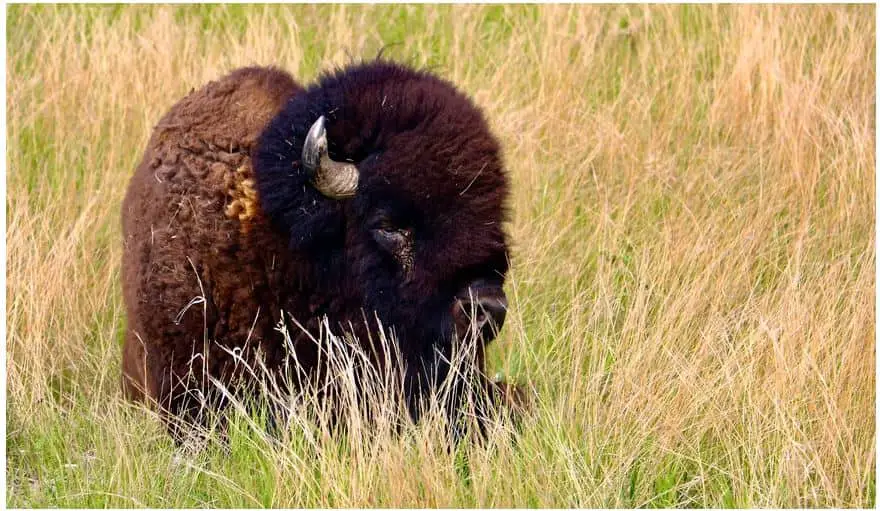 ¿Cuáles son los animales más peligrosos de América del Norte?