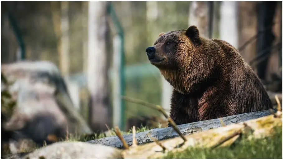 ¿Cuáles son los animales más peligrosos de América del Norte?