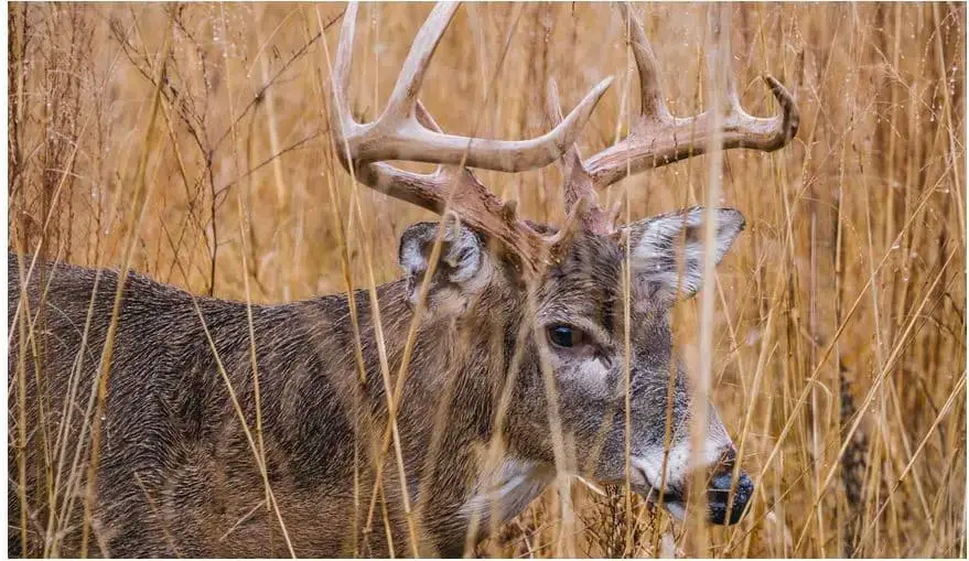 ¿Cuáles son los animales más peligrosos de América del Norte?