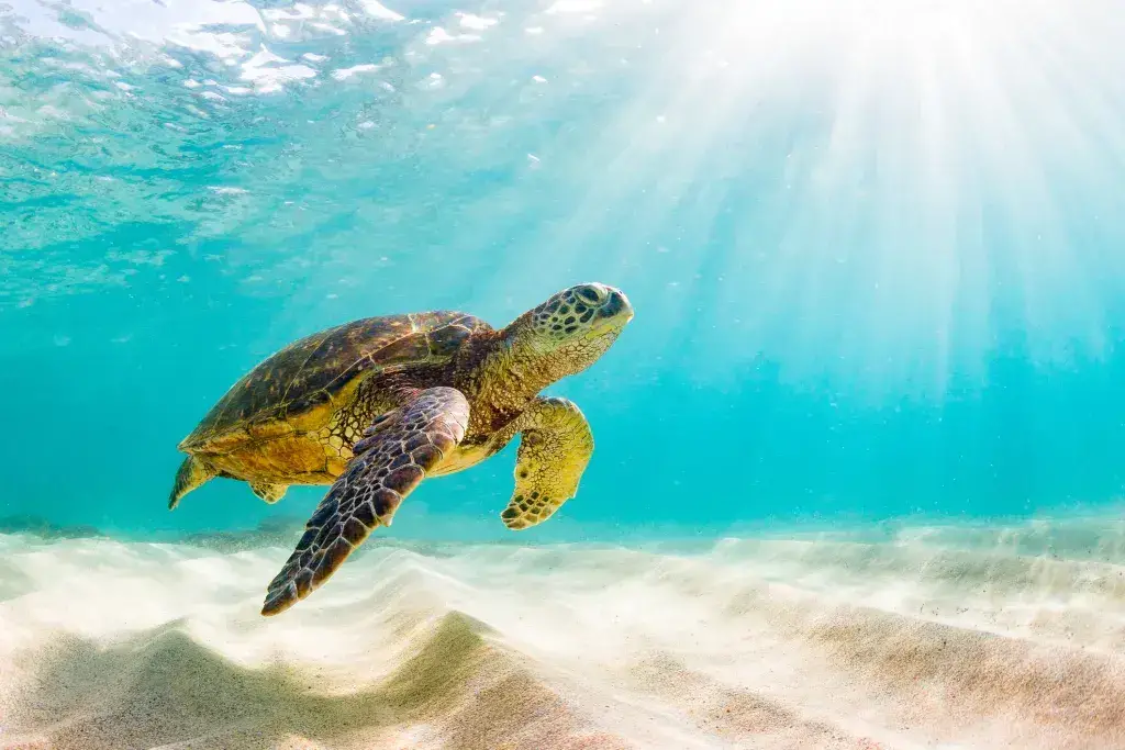 Las 6 mejores playas de Bonaire Las 6 mejores playas de Bonaire