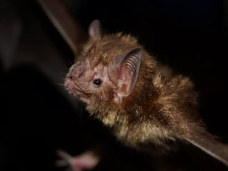Los 7 animales más peligrosos y aterradores encontrados en Belice