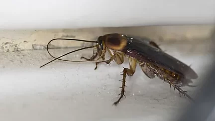 19 insectos repugnantes que podrías conocer Cucarachas: el insecto al que estamos programados para temer