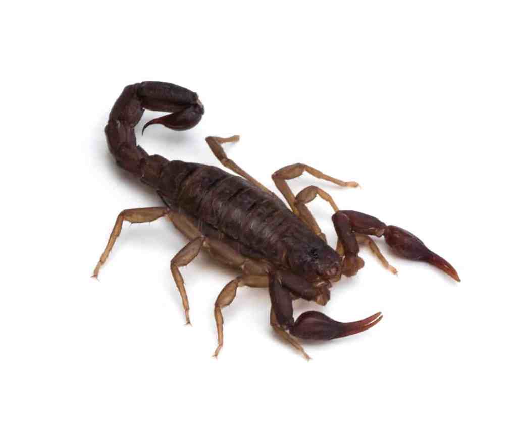 20 bichos e insectos imperdibles en Georgia que muerden y pican 20 bichos e insectos imperdibles en Georgia que muerden y pican