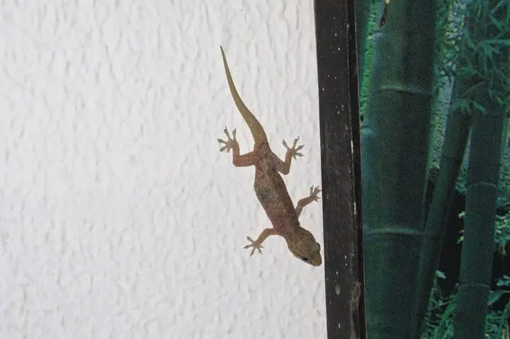 Vivir en Ubud, Otros: Insectos, Idioma, Internet y Más...