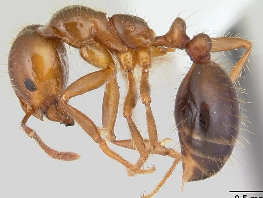 7 insectos y arañas venenosas o venenosas que nunca querrás conocer...