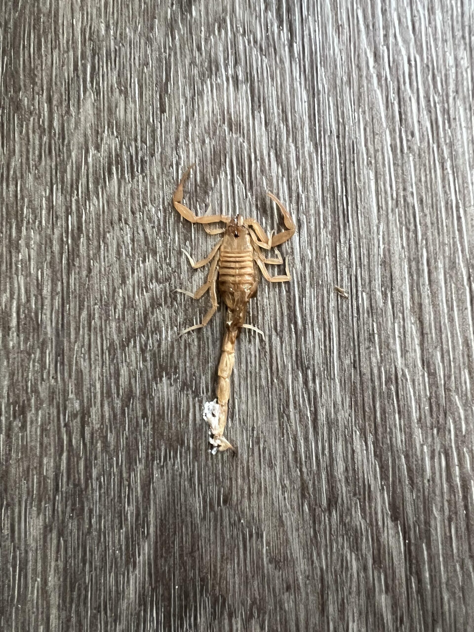 ¿Me acabo de mudar a Las Vegas y encontré esto en mi departamento?
