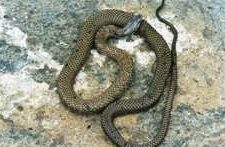 Serpientes De Puerto Rico - Revista Reptiles